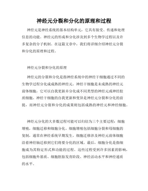神经元分裂和分化的原理和过程