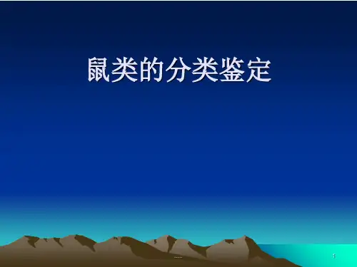 鼠类分类鉴定范文学习课件.ppt
