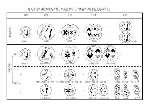 (完整版)减数分裂与有丝分裂图形及曲线绘制汇总