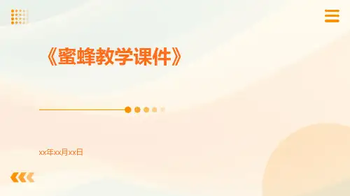 蜜蜂教学课件
