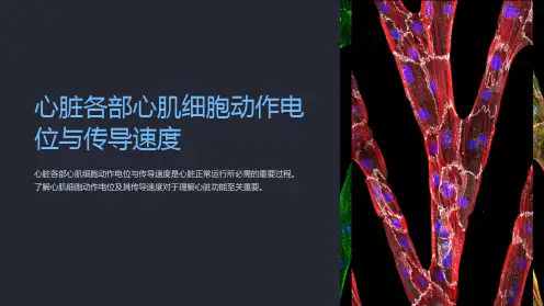 心脏各部心肌细胞动作电位与传导速度