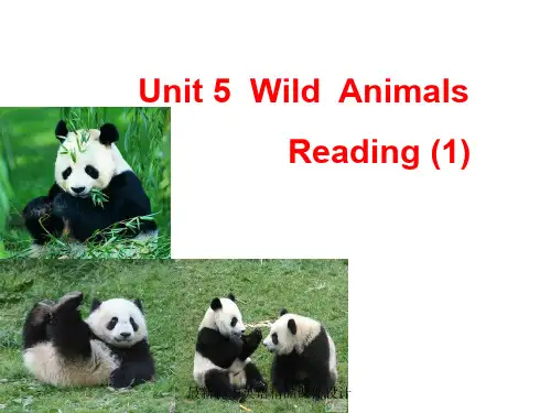 最新牛津译林版八年级英语上册《Unit 5 Wild animals Reading 1》精品课件