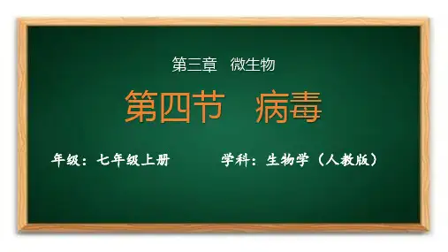 3.4病毒课件-2024--2025学年人教版生物七年级上册