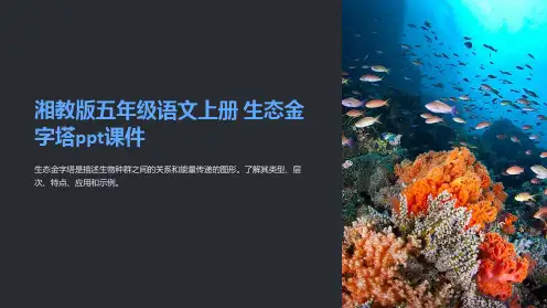 湘教版五年级语文上册 生态金字塔课件