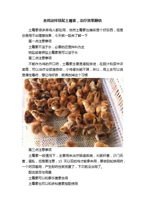 养鸡这样搭配土霉素，治疗效果翻倍