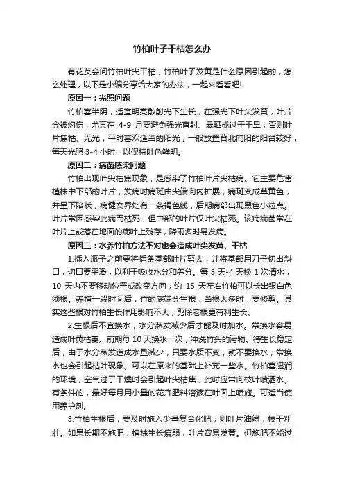 竹柏叶子干枯怎么办