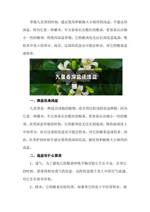 九里香适合深盆还是浅盆,选盆有什么要求