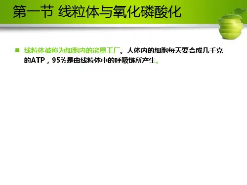 第六章细胞的能量转换：线粒体和叶绿体(共83张PPT)
