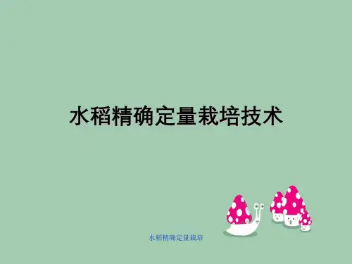水稻精确定量栽培