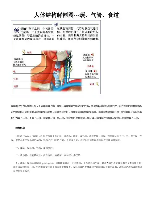 人体结构解剖图颈气管食道