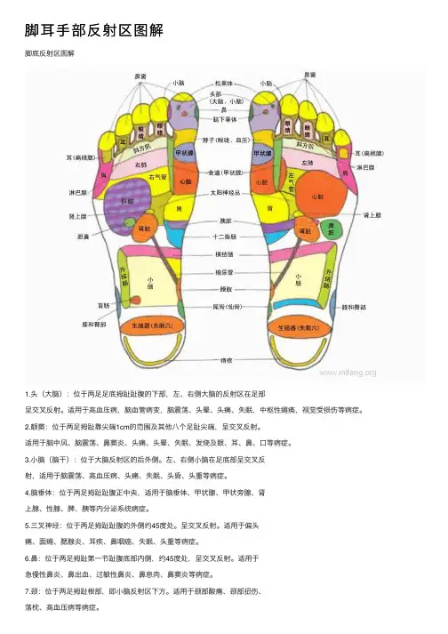 脚耳手部反射区图解