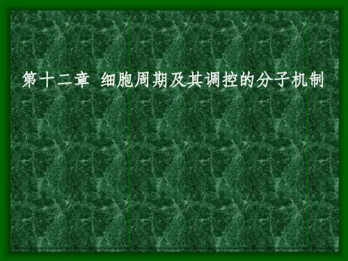  细胞周期及其调控的分子机制
