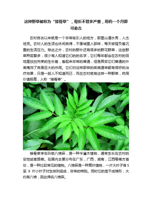 这种野草被称为“接骨草”，骨折不管多严重，用药一个月即可愈合