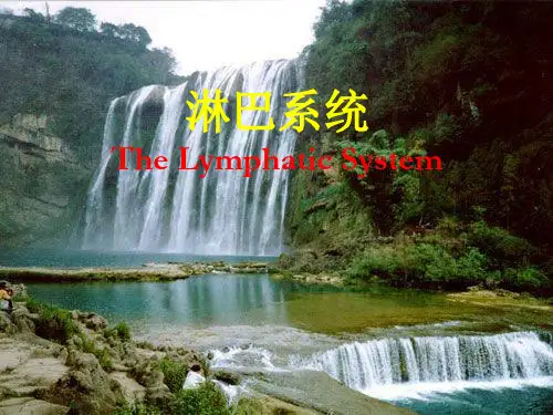 人体解剖学-淋巴系统