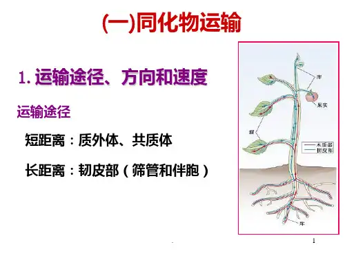 植物体内有机物质运输和分配PPT课件