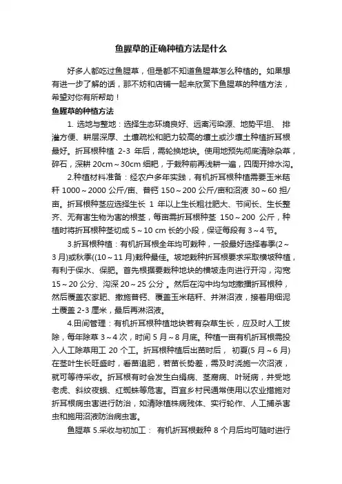 鱼腥草的正确种植方法是什么