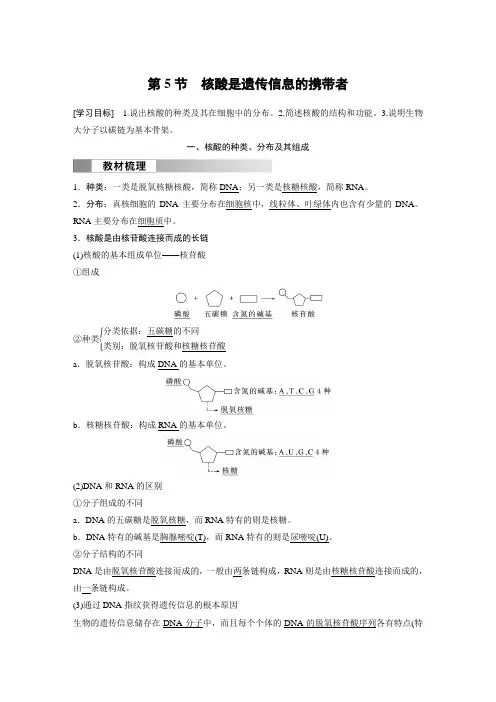 2024-2025学年高中生物新教材同步必修第一册第2章第5节 核酸是遗传信息的携带者