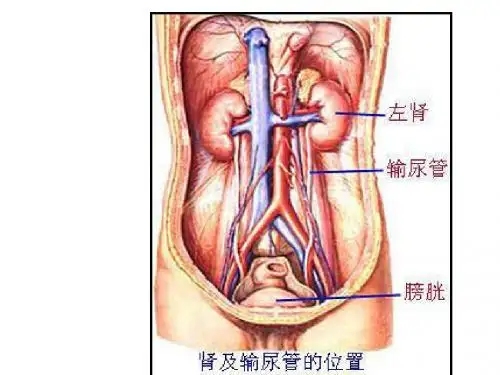 泌尿系统生理学PPT课件