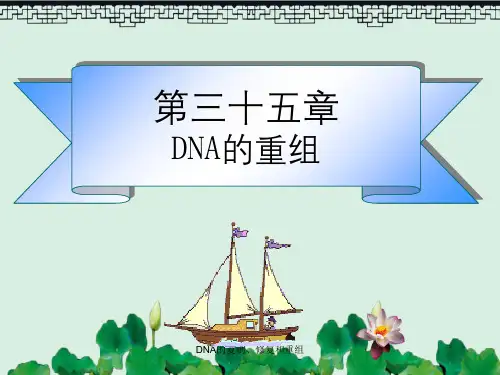 DNA的复制、修复和重组