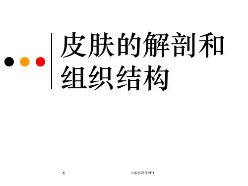 皮肤的解剖和组织结构PPT课件