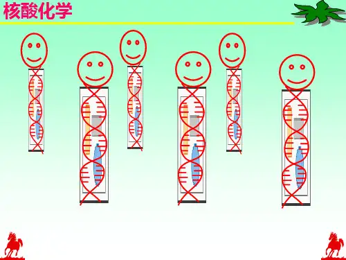 第二章核酸化学下ppt课件