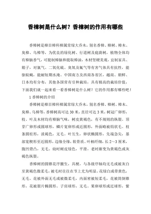 香樟树是什么树？香樟树的作用有哪些