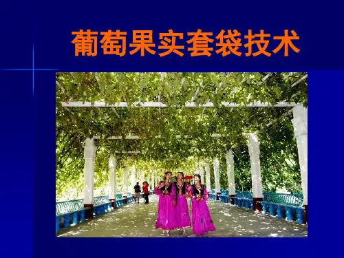 葡萄套袋技术ppt课件