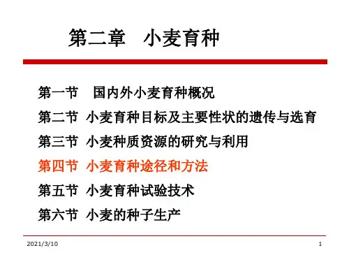 小麦育种学小麦育种途径和方法