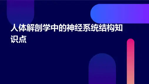 人体解剖学中的神经系统结构知识点