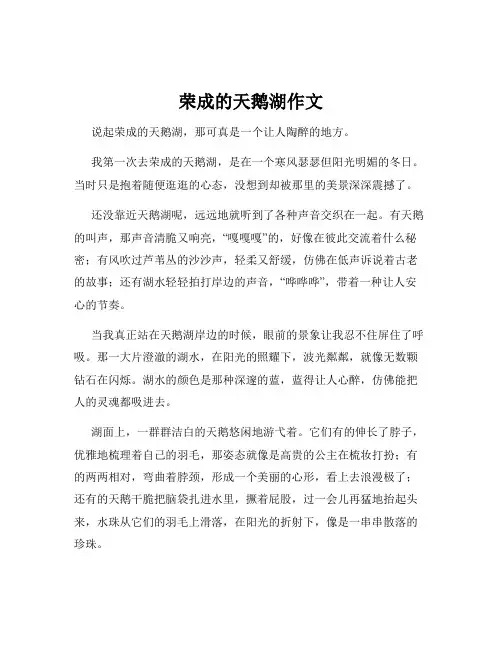荣成的天鹅湖作文