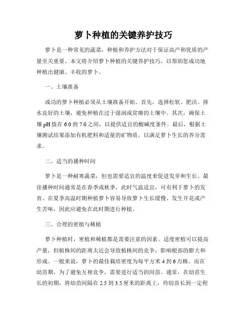 萝卜种植的关键养护技巧