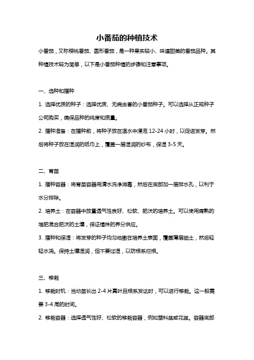 小番茄的种植技术