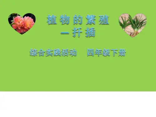 四年级综合实践活动课件-植物的繁殖扦插 全国通用(共15张PPT)