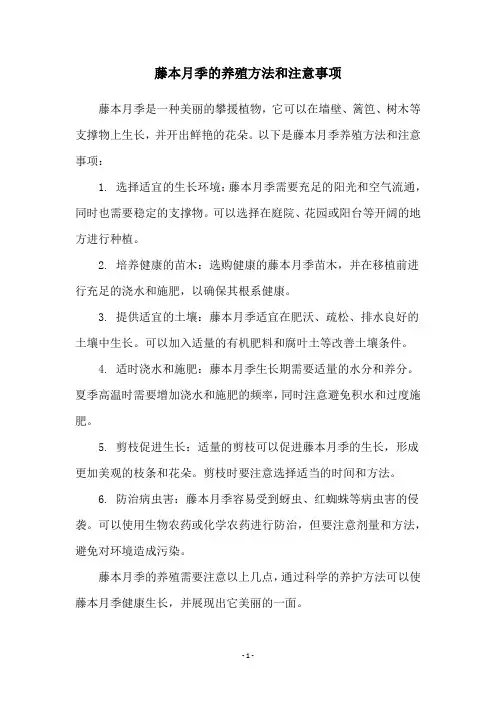 藤本月季的养殖方法和注意事项