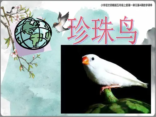 人教版五年级上册《珍珠鸟》(共32张PPT)