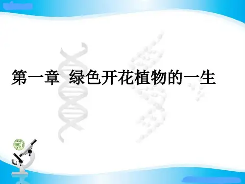 第四单元第一章  绿色开花植物的一生  复习课件 济南版生物八年级上册