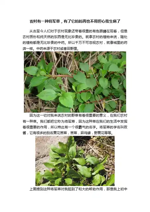 农村有一种将军草，有了它妈妈再也不用担心我生病了