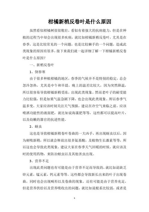 柑橘新梢反卷叶是什么原因