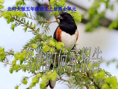 北师大版五年级语文上册《鸟儿的侦察报告》优质课PPT课件   大赛获奖精美课件PPT