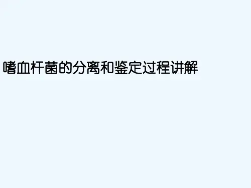 嗜血杆菌的分离和鉴定过程讲解