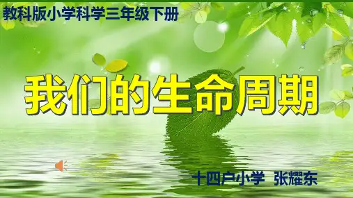 生命周期PPT