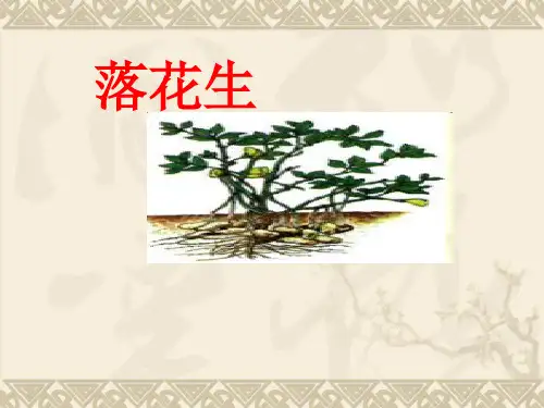 统编版五年级语文上册2落花生课件(共13张PPT)