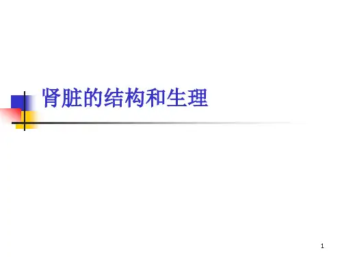 肾脏的结构和生理功能ppt课件