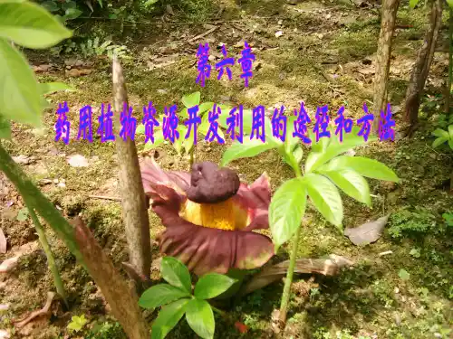 6第六章 药用植物资源开发利用的途径和方法[1]