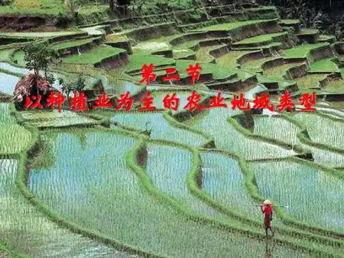 地理学-以种植业为主的农业地域类型ppt(共15页)