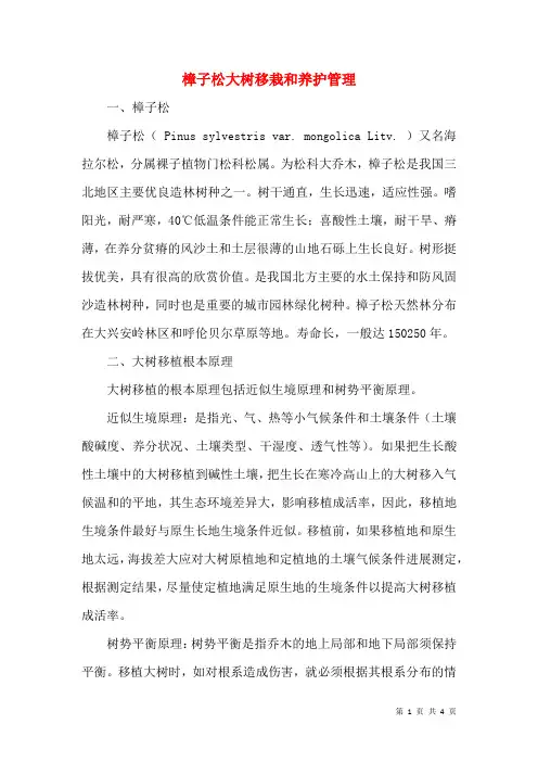 樟子松大树移栽和养护管理