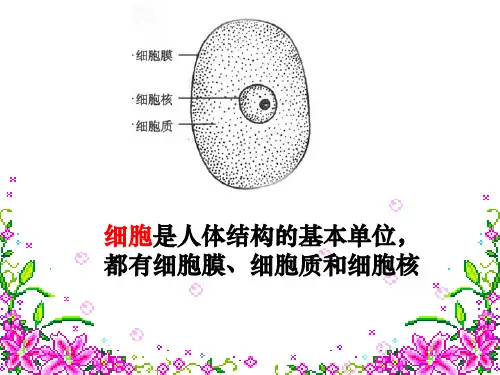 沪教版生物八年级第一册 1.1 人体是怎样构成的-细胞是如何形成生物提的 课件