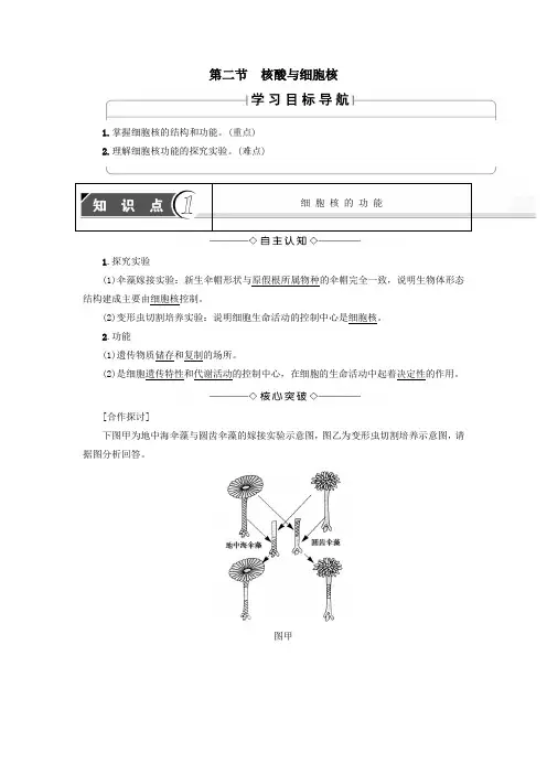 高中生物第2单元第2章第2节核酸与细胞核教案中图版必修1