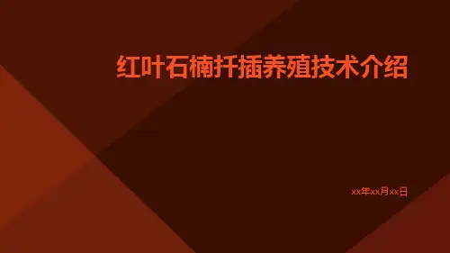 红叶石楠扦插养殖技术介绍