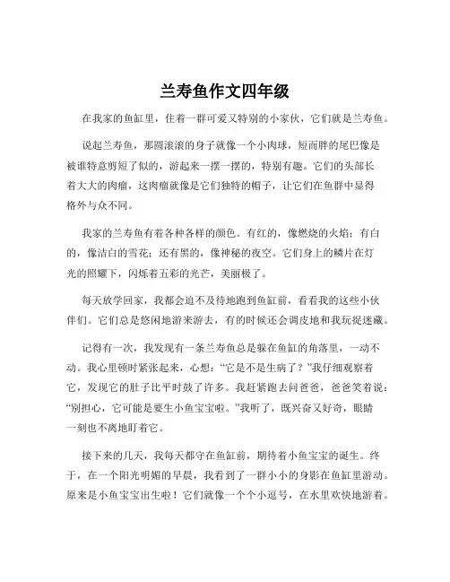 兰寿鱼作文四年级